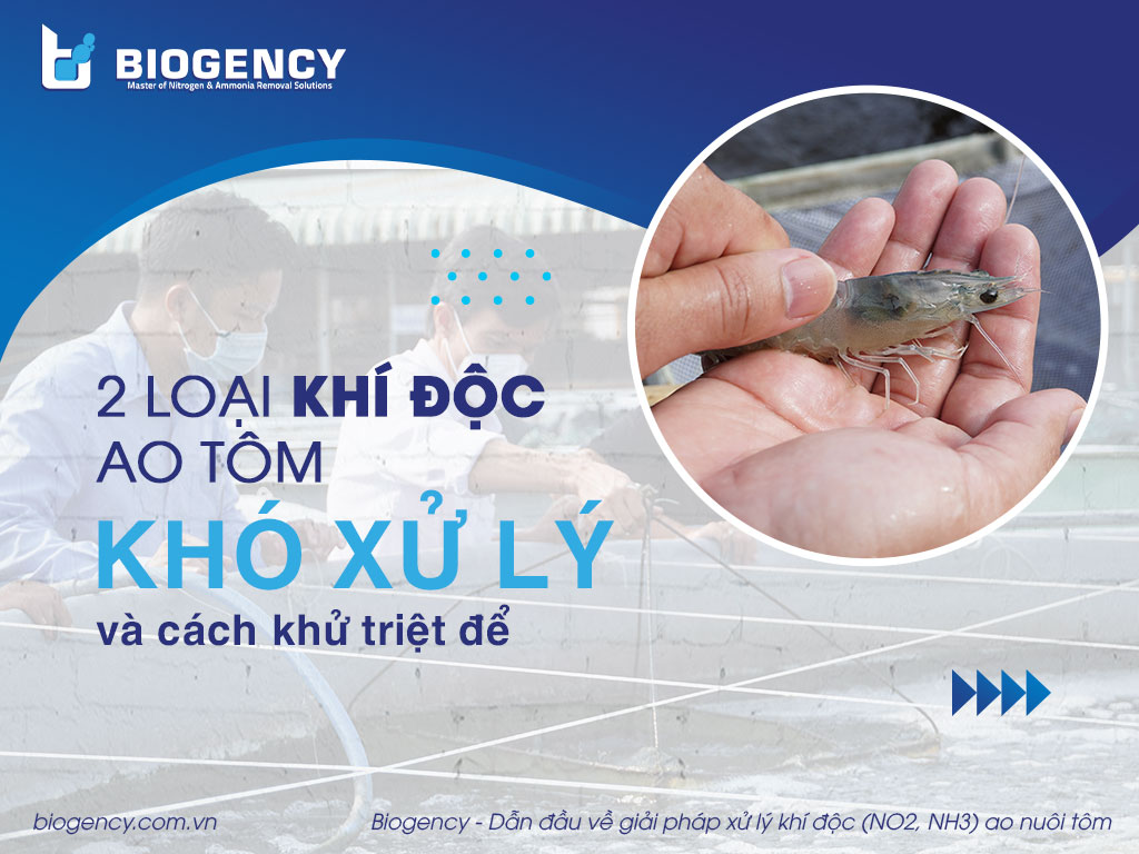 2 loại khí độc ao tôm khó xử lý và cách khử triệt để