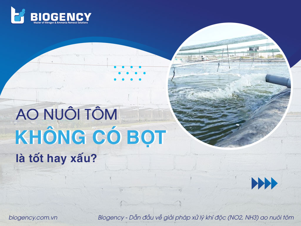 Ao tôm không có bọt là tốt hay xấu?