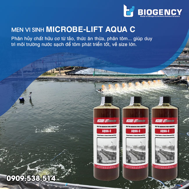 Ao tôm không có bọt là tốt hay xấu? Ao tôm không có bọt là tốt hay xấu?