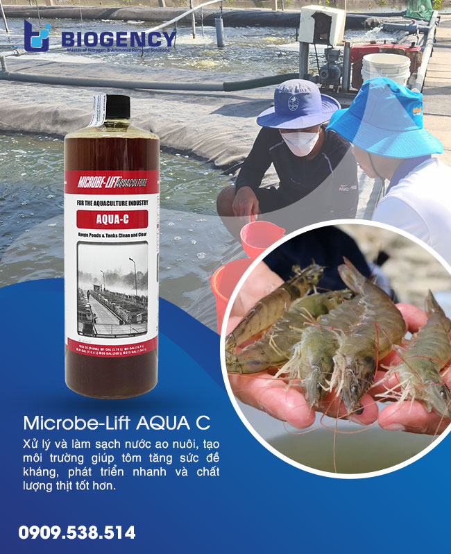 Cách nâng kiềm bằng vôi trong ao nuôi tôm Cách nâng kiềm bằng vôi trong ao nuôi tôm