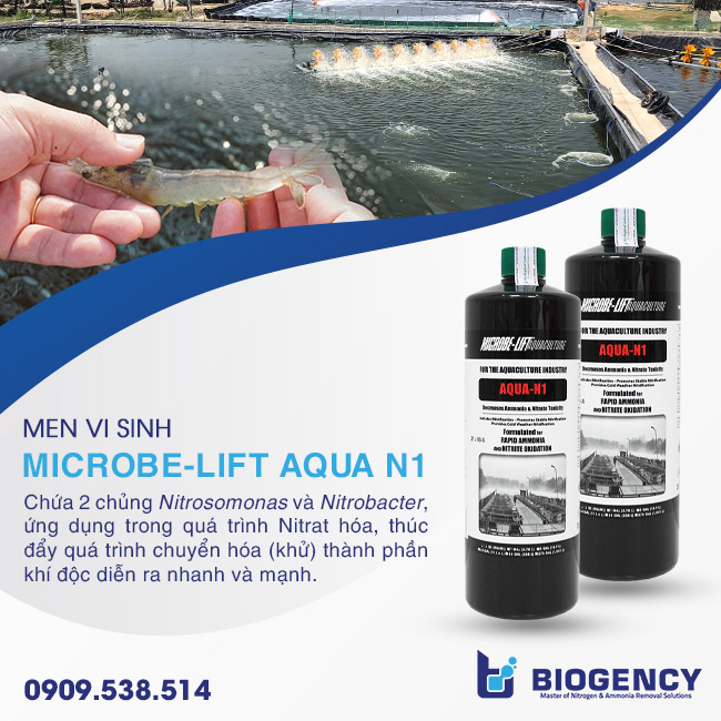 2 loại khí độc ao tôm khó xử lý và cách khử triệt để 2 loại khí độc ao tôm khó xử lý và cách khử triệt để