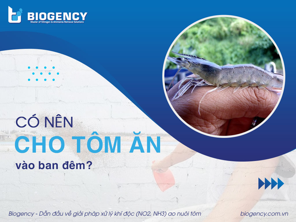 Có nên cho tôm ăn vào ban đêm?