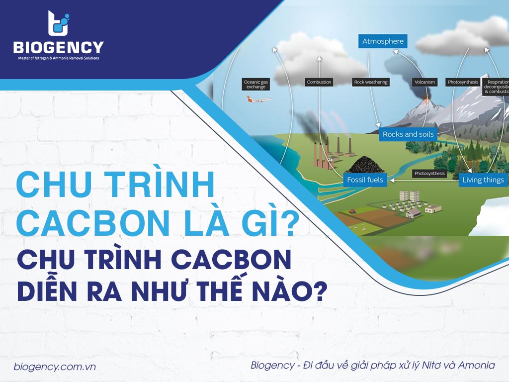 Chu trình Cacbon là gì? Chu trình Cacbon diễn ra như thế nào?