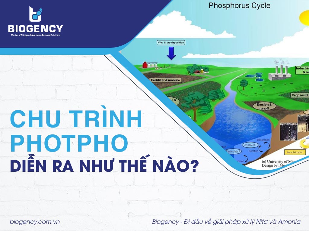 Chu trình Photpho diễn ra như thế nào?