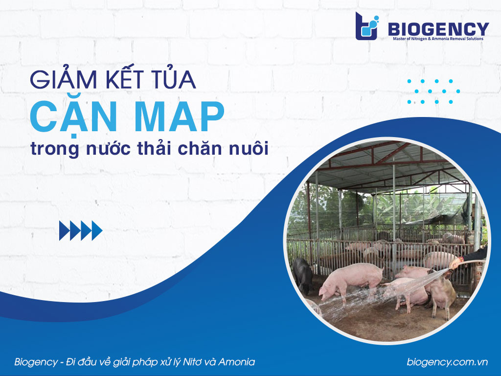 Giảm kết tủa cặn MAP trong nước thải chăn nuôi