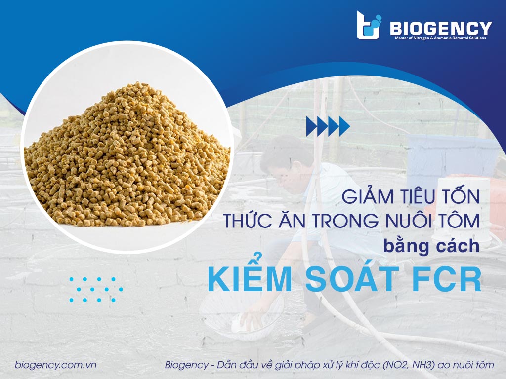 Giảm tiêu tốn thức ăn trong nuôi tôm bằng cách kiểm soát FCR