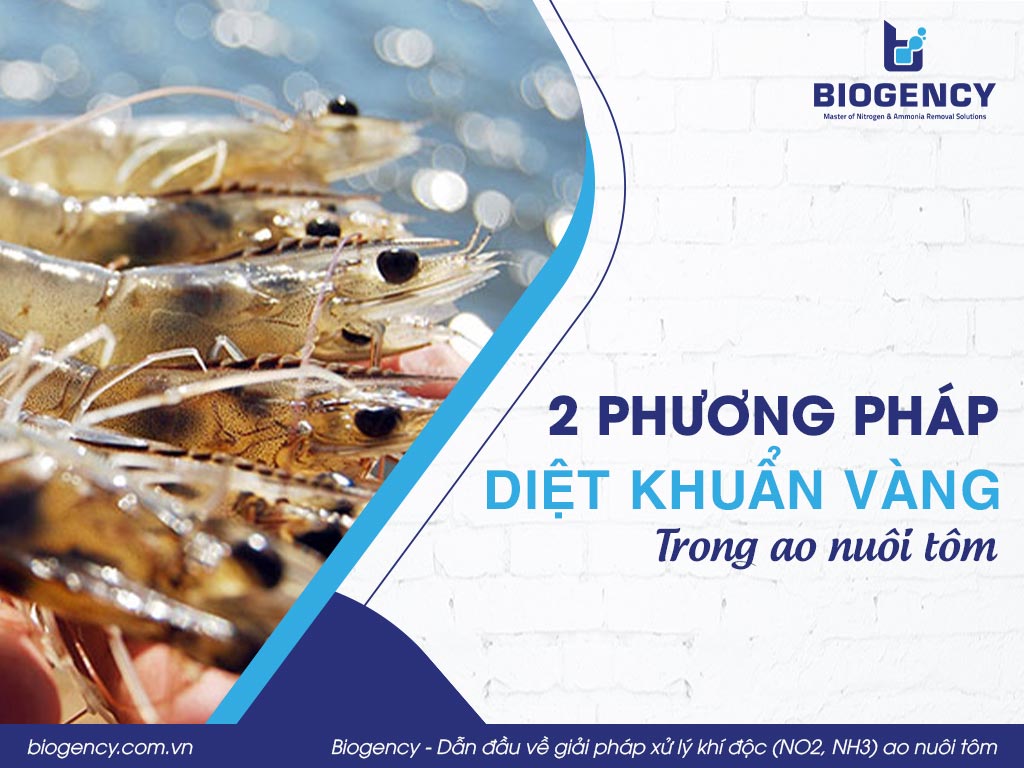 2 phương pháp diệt khuẩn vàng trong ao nuôi tôm