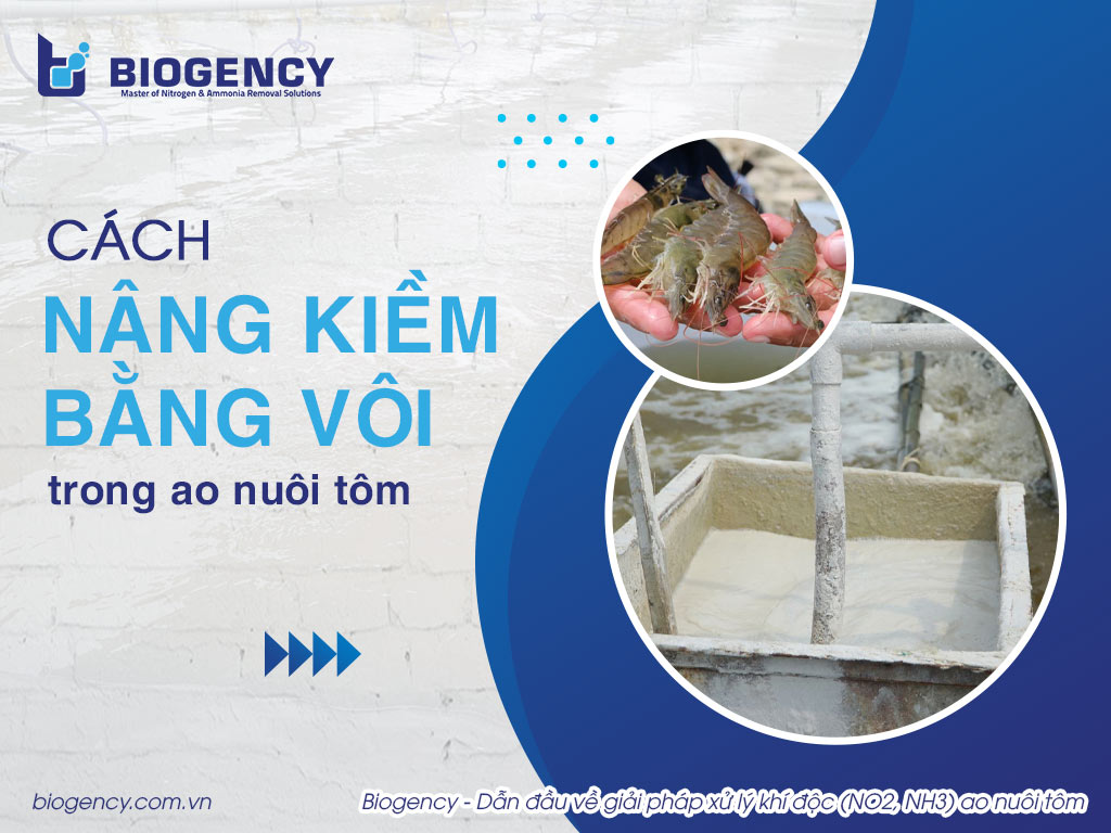 Cách nâng kiềm bằng vôi trong ao nuôi tôm