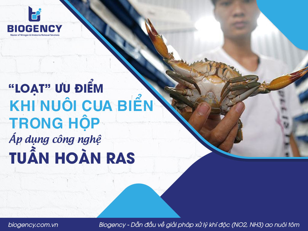 “Loạt” ưu điểm khi nuôi cua biển trong hộp áp dụng công nghệ tuần hoàn RAS