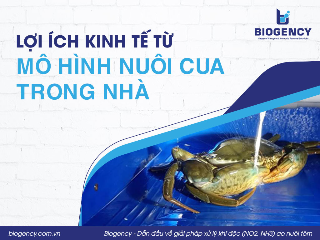 Lợi ích kinh tế từ mô hình nuôi cua trong nhà