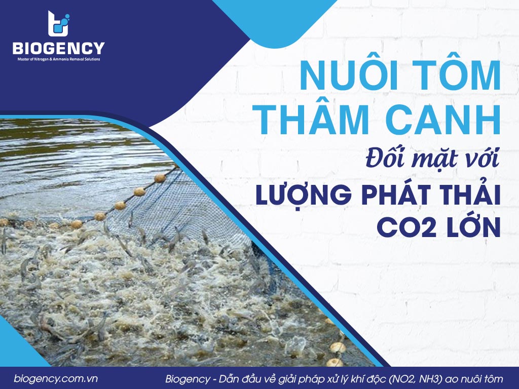 Nuôi tôm thâm canh đối mặt với lượng phát thải CO2 lớn