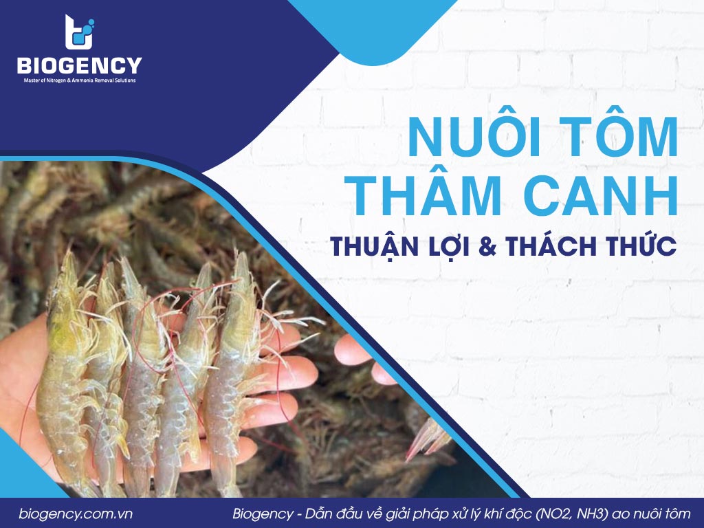 Nuôi tôm thâm canh: Thuận lợi và thách thức