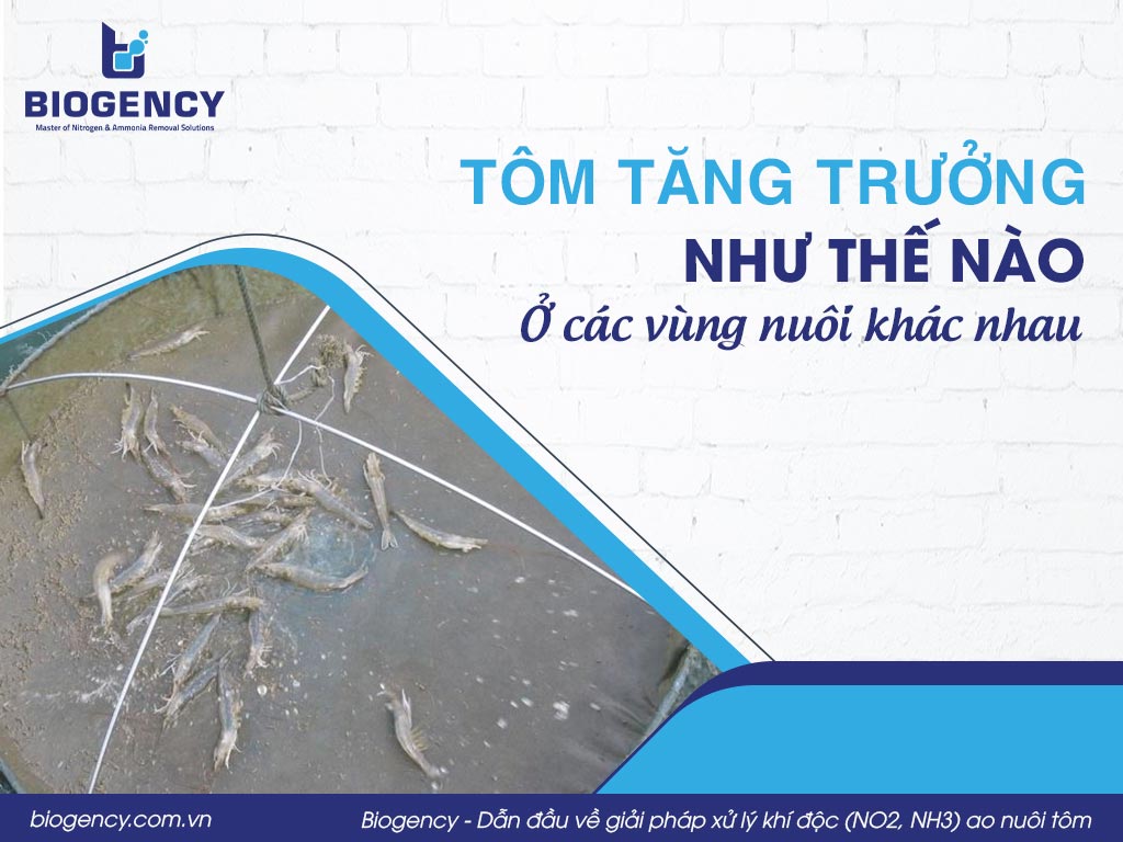 Tôm tăng trưởng như thế nào ở các vùng nuôi khác nhau?