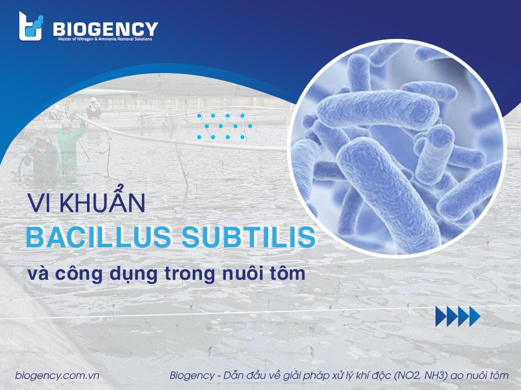 Vi khuẩn Bacillus Subtilis và công dụng trong nuôi tôm