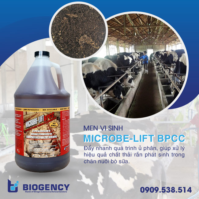 Xử lý chất thải chăn nuôi bò sữa hiệu quả bằng công nghệ sinh học