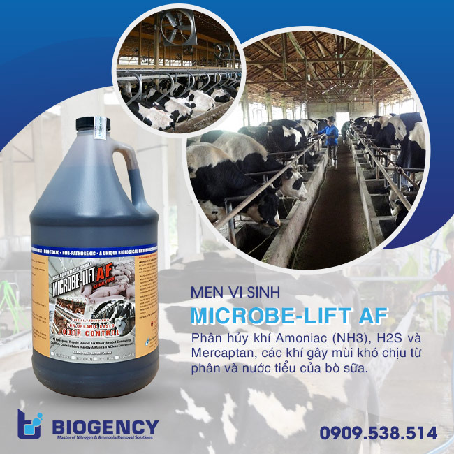 Xử lý chất thải chăn nuôi bò sữa hiệu quả bằng công nghệ sinh học