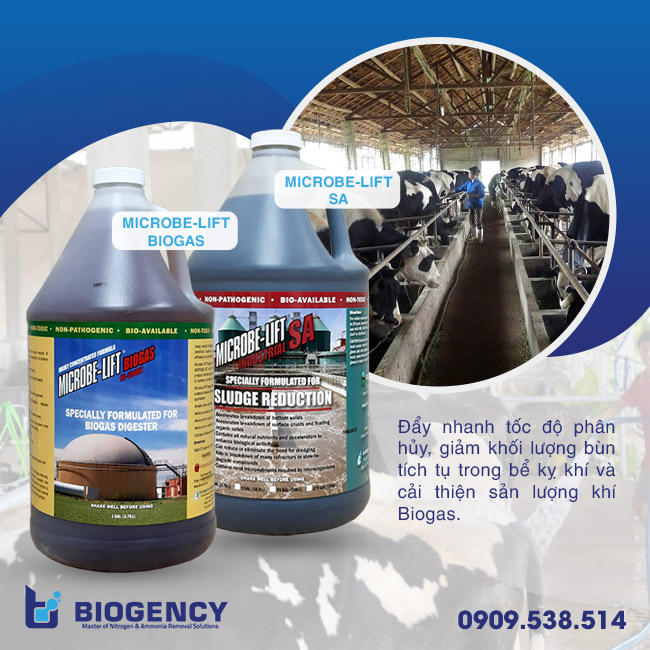 Xử lý chất thải chăn nuôi bò sữa hiệu quả bằng công nghệ sinh học