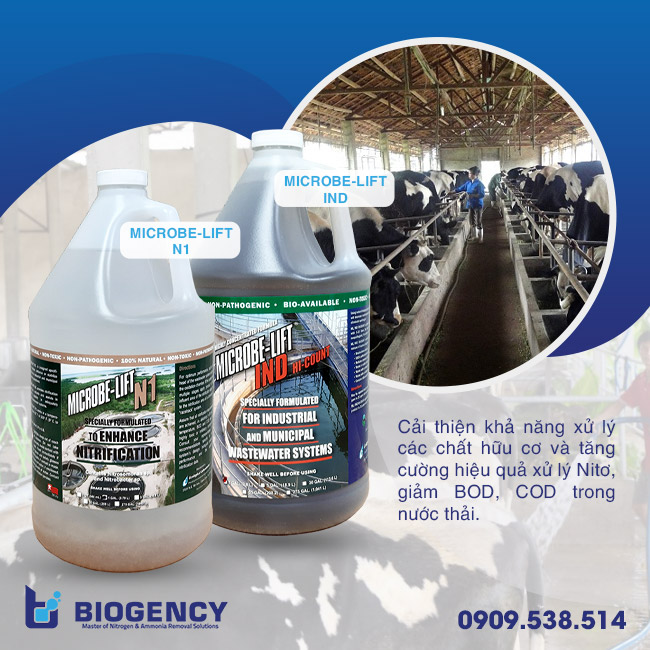 Xử lý chất thải chăn nuôi bò sữa hiệu quả bằng công nghệ sinh học