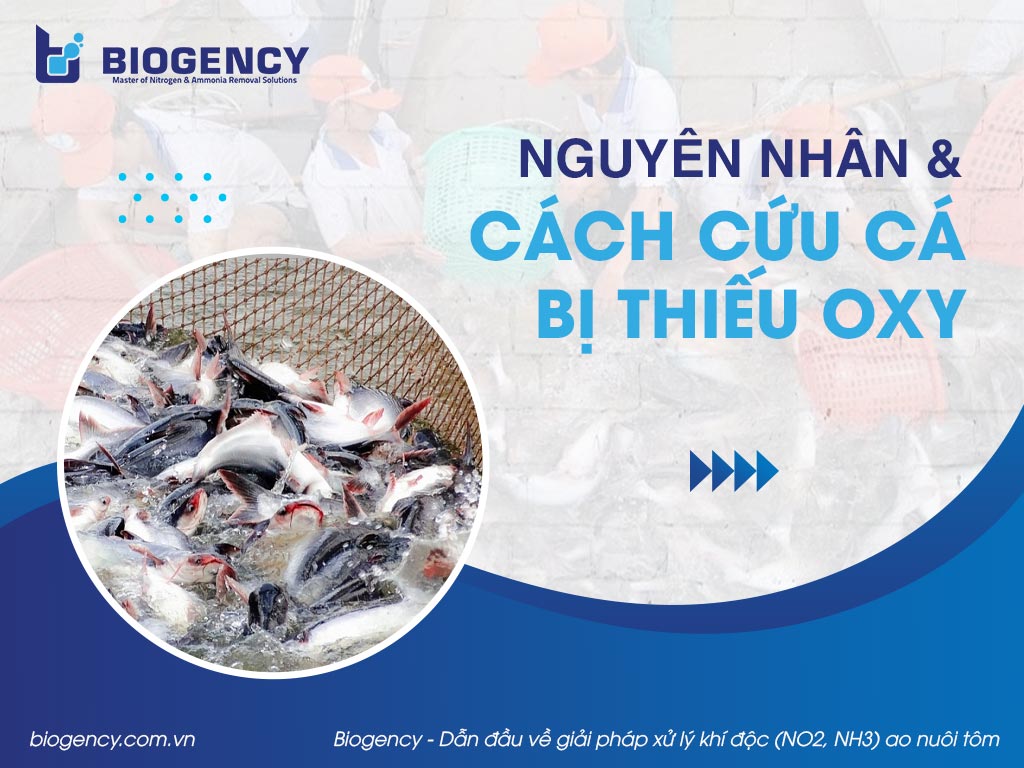 Nguyên nhân, cách cứu cá bị thiếu oxy