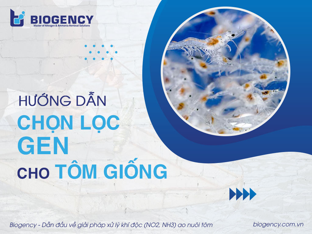 Hướng dẫn cách chọn lọc gen cho tôm giống