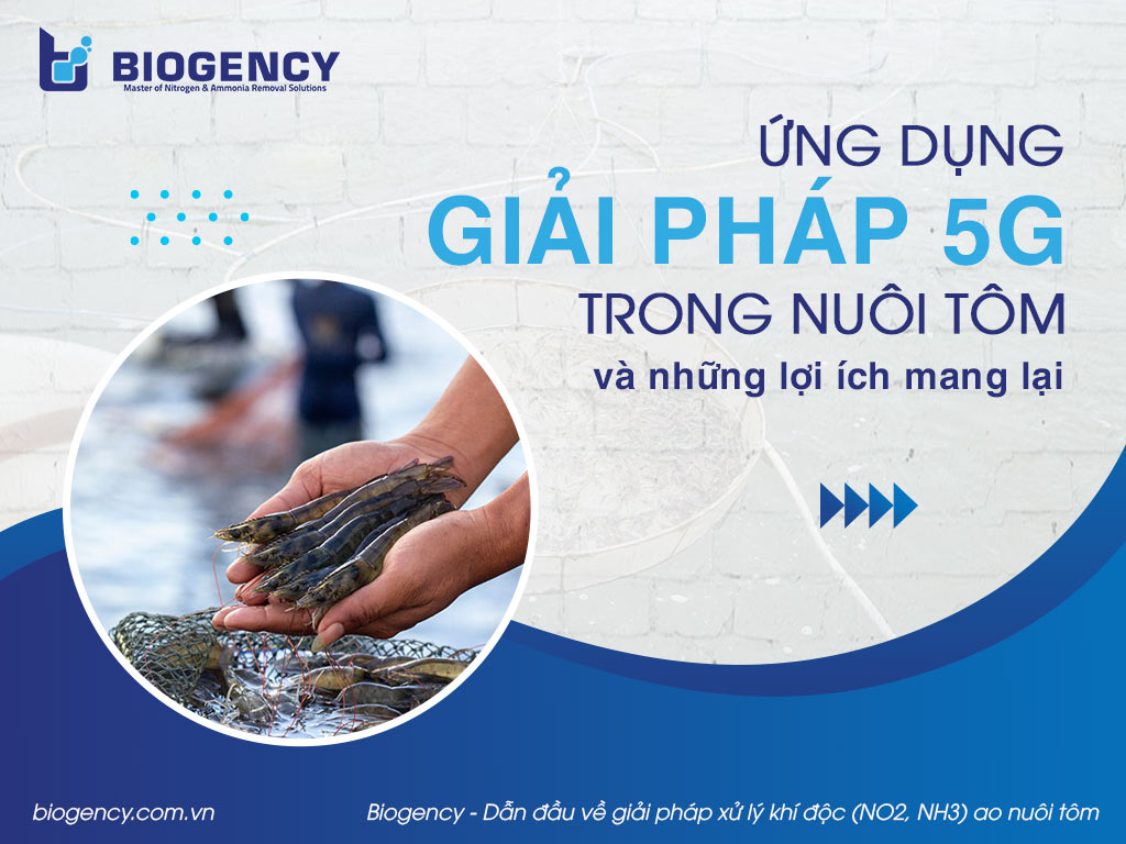 Ứng dụng giải pháp 5G trong nuôi tôm và những lợi ích mang lại