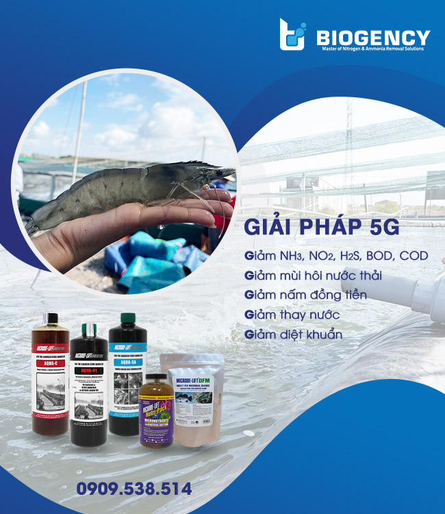 Ứng dụng giải pháp 5G trong nuôi tôm và những lợi ích mang lại