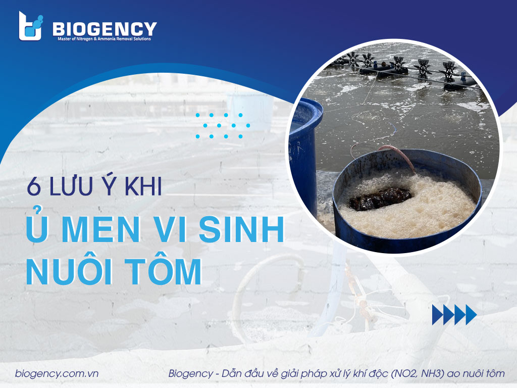 6 lưu ý khi ủ men vi sinh nuôi tôm