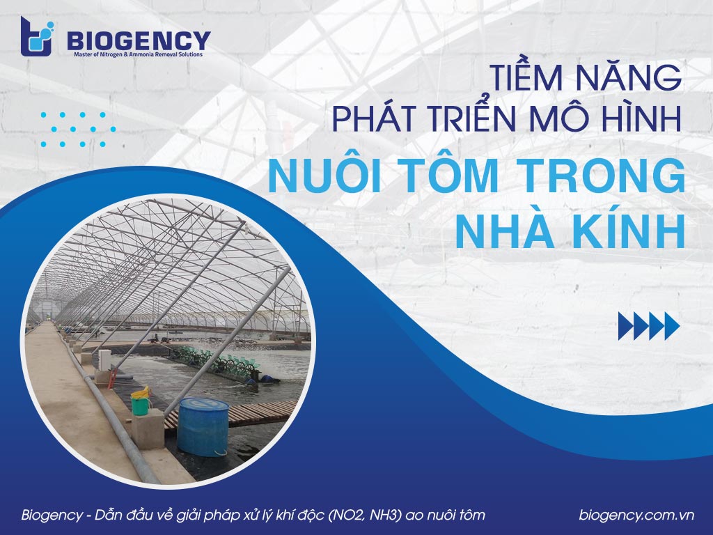 Tiềm năng phát triển mô hình nuôi tôm trong nhà kính