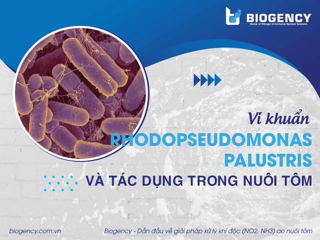 Vi khuẩn Rhodopseudomonas palustris và tác dụng trong nuôi tôm