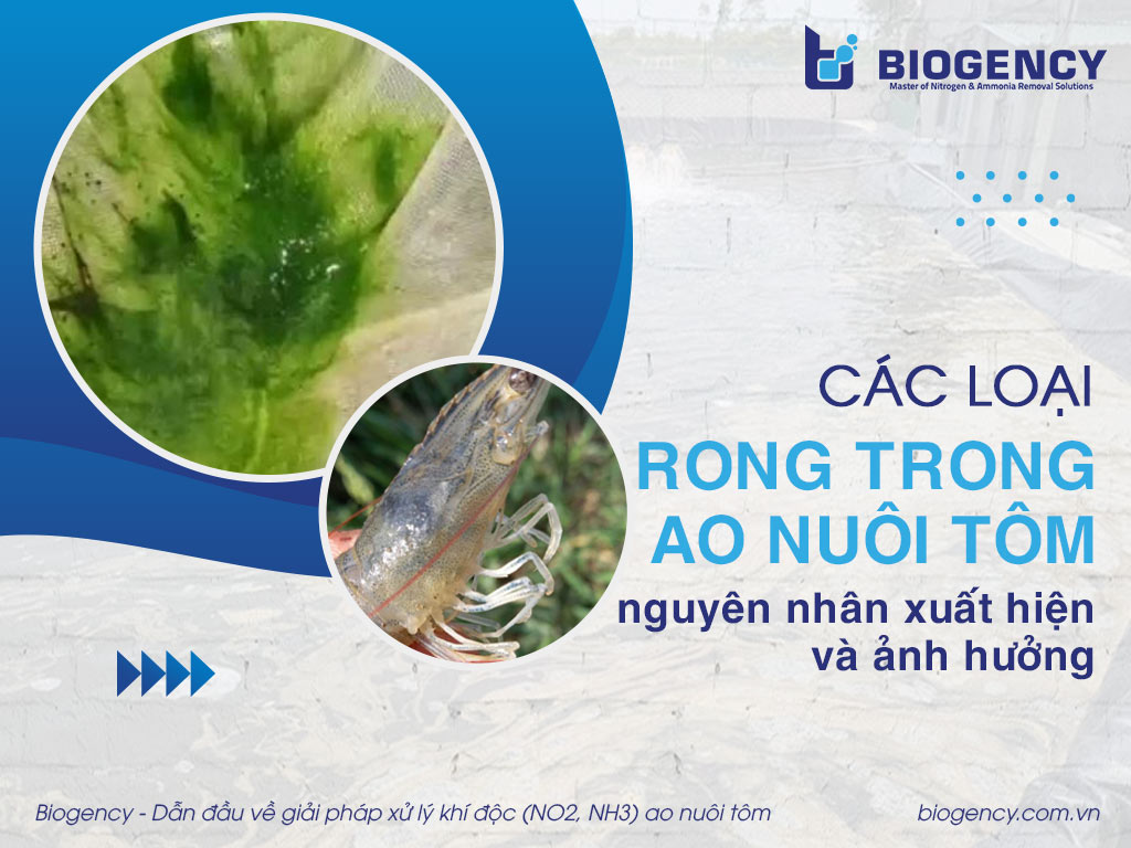 Các loại rong trong ao nuôi tôm, nguyên nhân xuất hiện và ảnh hưởng