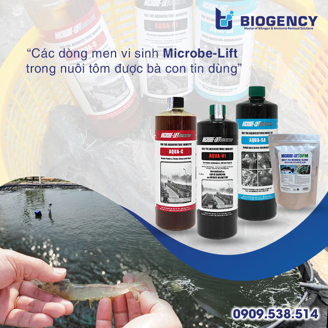 6 lưu ý khi ủ men vi sinh nuôi tôm 6 lưu ý khi ủ men vi sinh nuôi tôm