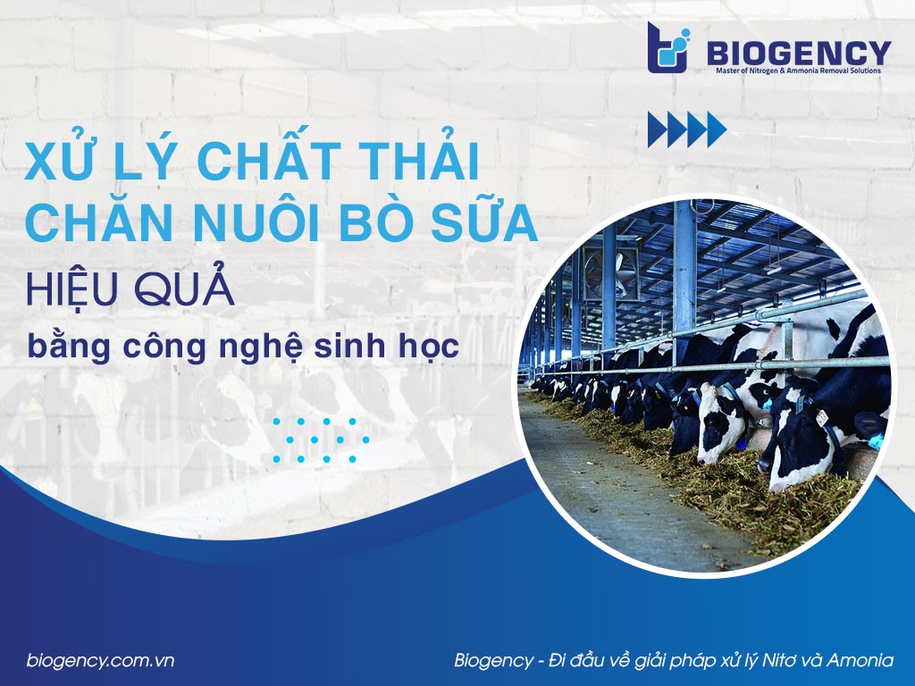 Xử lý chất thải chăn nuôi bò sữa hiệu quả bằng công nghệ sinh học