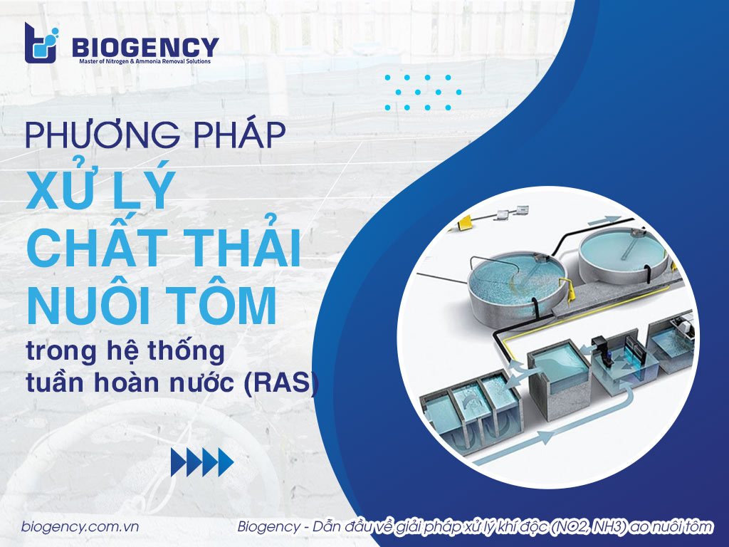 Phương pháp xử lý chất thải nuôi tôm trong hệ thống tuần hoàn RAS
