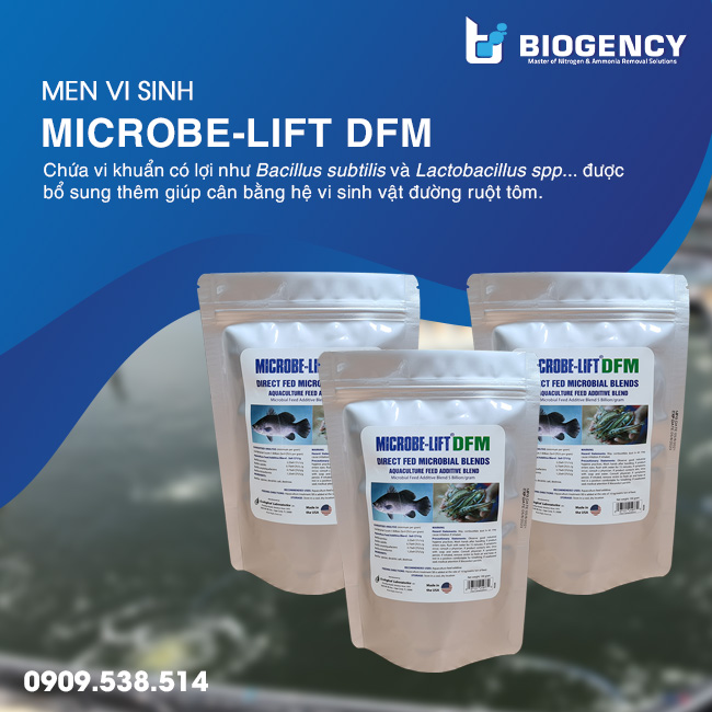 Hiện tượng đường ruột tôm màu đỏ do đâu?