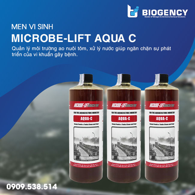 Hiện tượng đường ruột tôm màu đỏ do đâu?