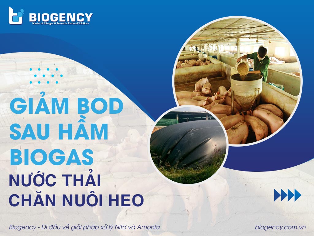 Cách giảm BOD sau hầm Biogas nước thải chăn nuôi heo