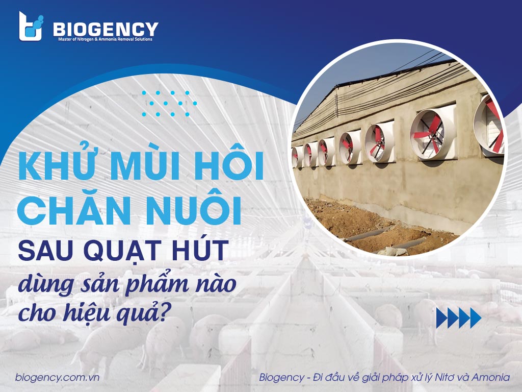 Khử mùi hôi chăn nuôi sau quạt hút dùng sản phẩm nào cho hiệu quả?