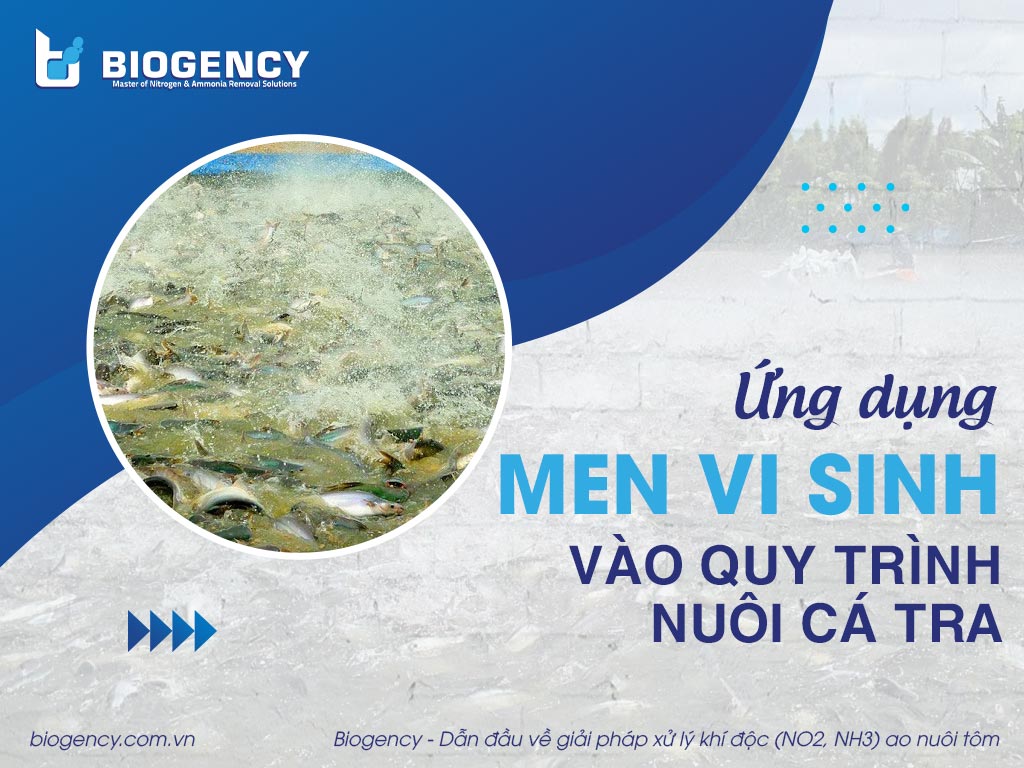 Ứng dụng men vi sinh vào quy trình nuôi cá tra