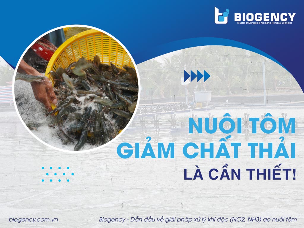 Nuôi tôm giảm chất thải là cần thiết!