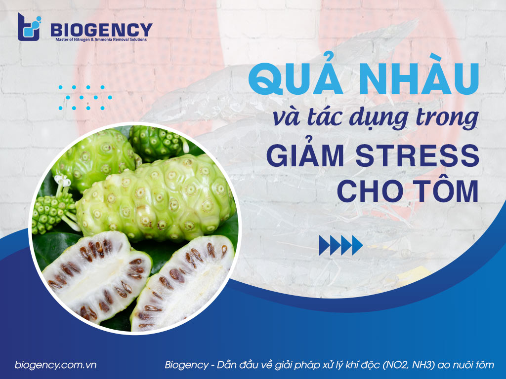 Quả nhàu và tác dụng trong giảm stress cho tôm