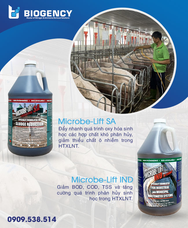 Cách giảm BOD sau hầm Biogas nước thải chăn nuôi heo Cách giảm BOD sau hầm Biogas nước thải chăn nuôi heo