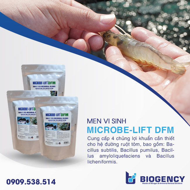 Những yếu tố ảnh hưởng đến khả năng tiêu hóa của tôm