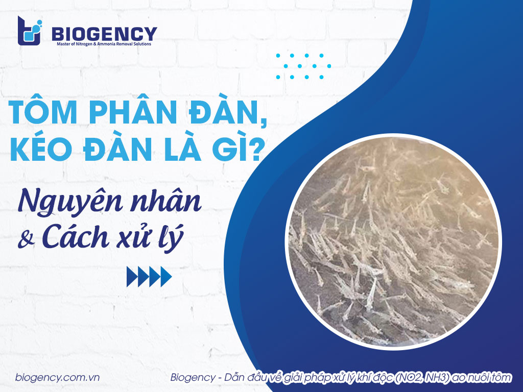 Tôm phân đàn, kéo đàn là gì? Nguyên nhân và cách xử lý