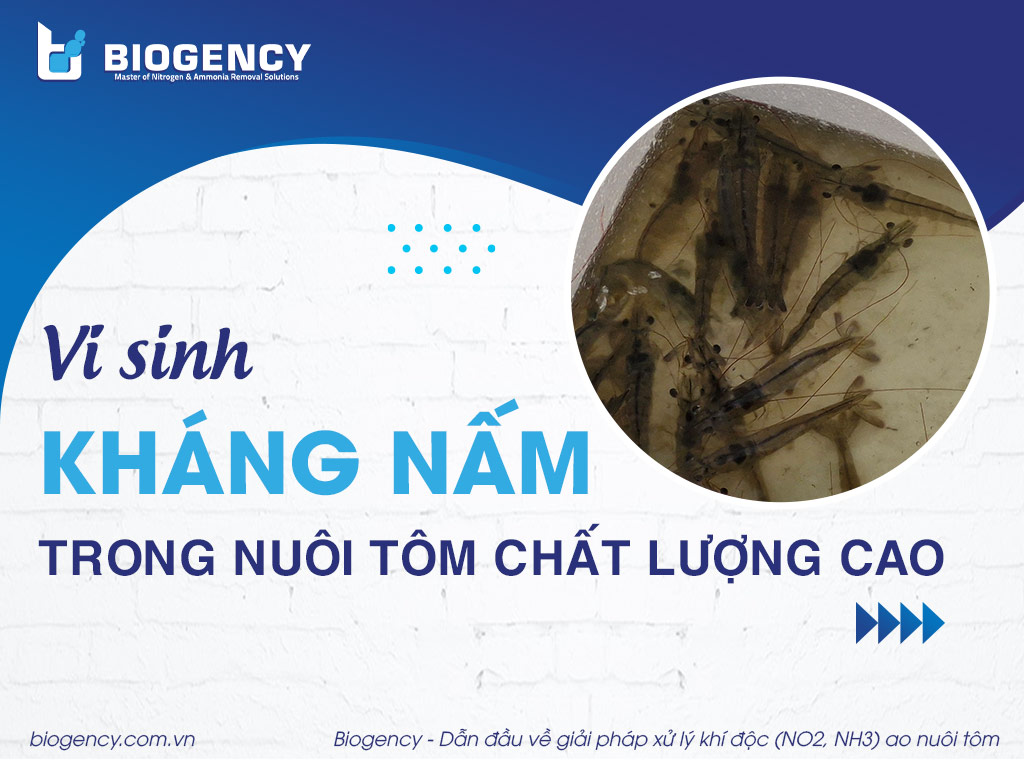 Vi sinh kháng nấm trong nuôi tôm chất lượng cao!
