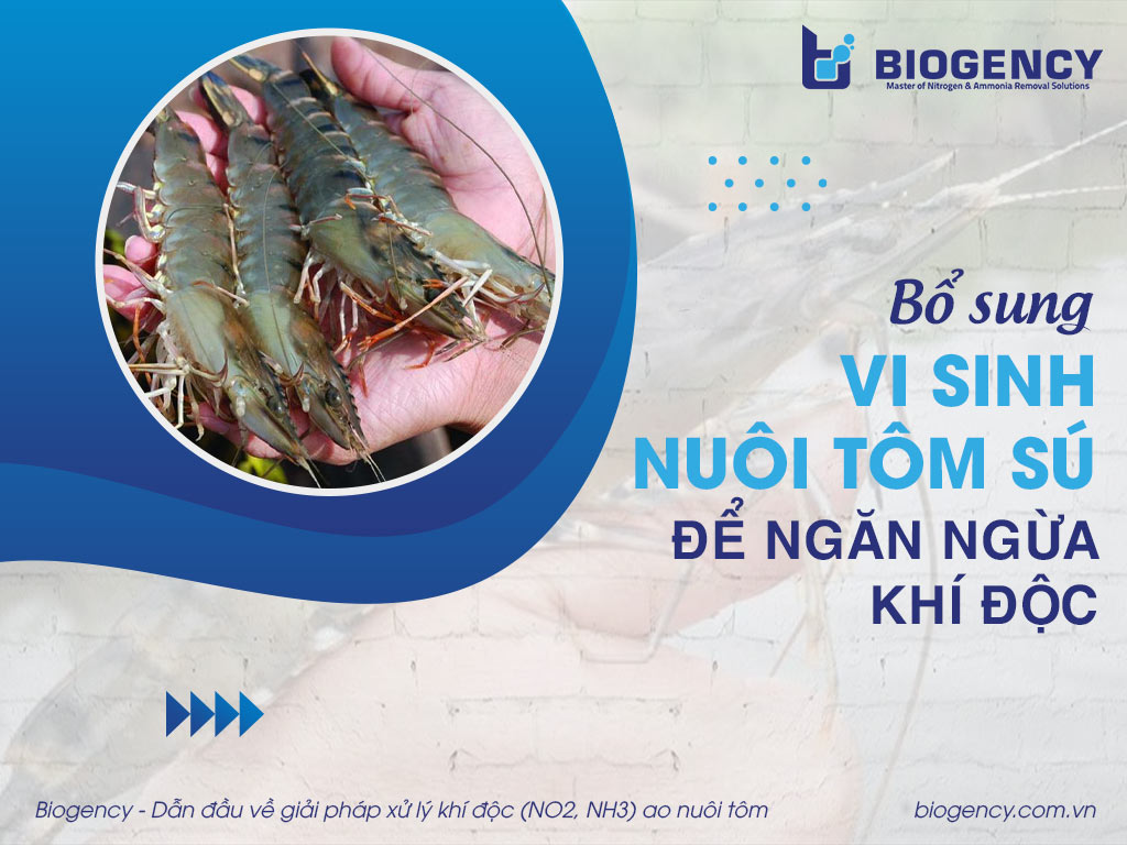 Bổ sung vi sinh nuôi tôm sú để ngăn ngừa khí độc