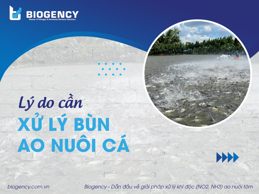 Lý do cần xử lý bùn ao nuôi cá