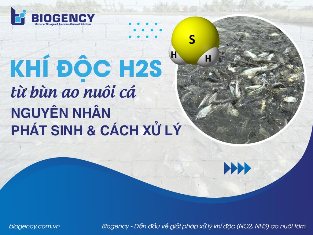 Khí độc H2S từ bùn ao nuôi cá: Nguyên nhân phát sinh & Cách xử lý