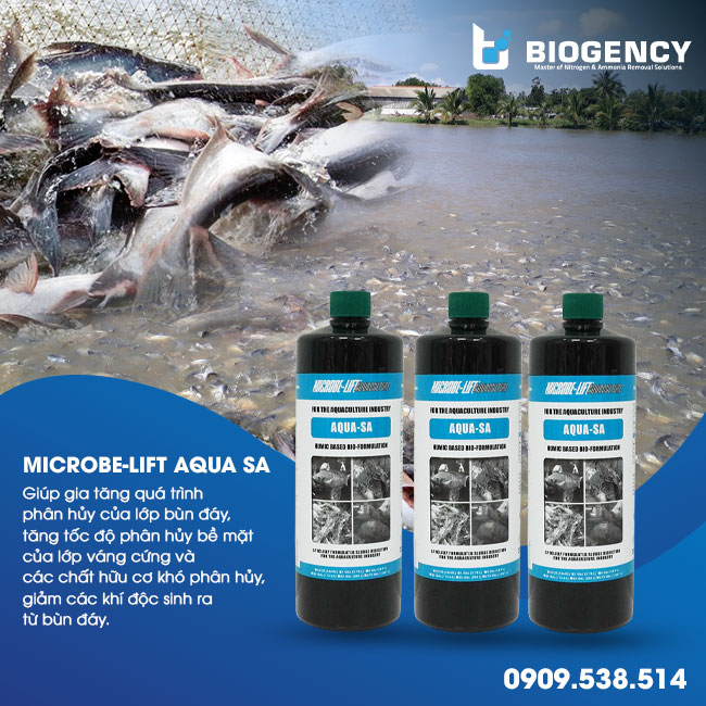 [BIOGENCY] Giải pháp: Xử lý bùn ao nuôi cá tra