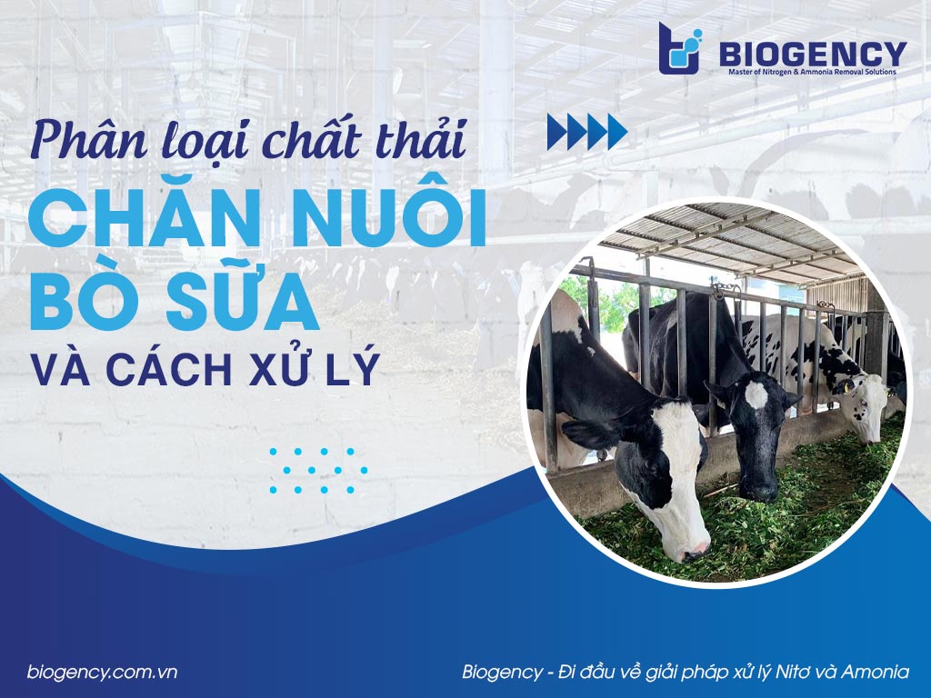 Phân loại chất thải chăn nuôi bò sữa và cách xử lý