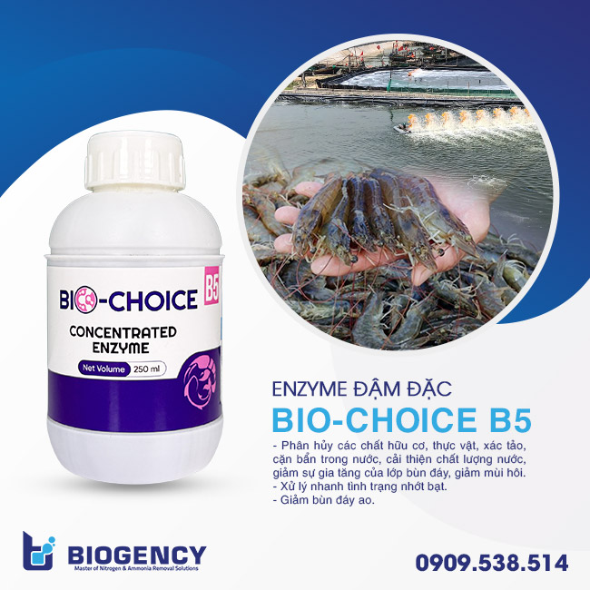 Enzyme đậm đặc dùng cho nuôi trồng thủy sản Bio-Choice B5. Enzyme đậm đặc dùng cho nuôi trồng thủy sản Bio-Choice B5.